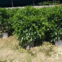非洲茉莉球苗圃直销特惠批发