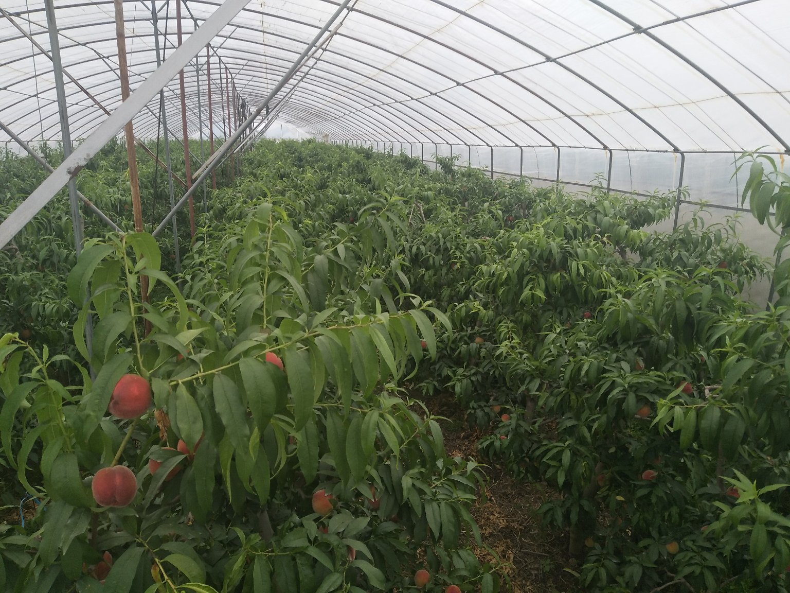 山东省临沂市蒙阴县连片种植的春雪桃果园,盛花期过后进入幼果膨大阶段,树冠整齐,行距规整,滴灌系统完善,地面覆盖防草布,远处可见山地梯田地貌特征 春雪桃果园实景图