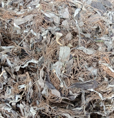 [其它批发]白眉草价格18.00元/斤 - 一亩田