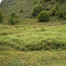 岭地闲地可发展农林种养