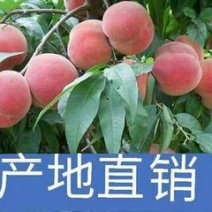 大桃批发市场山东省潍坊市安丘市官庄镇马家小庄村