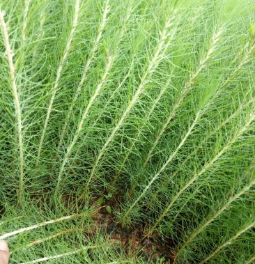 供应湿地松杯苗,油茶杯苗