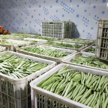 豆角/无筋豆/白花豆/湖北反季节四季豆/宜昌豆角/四季豆