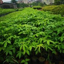 行道树美丽木棉树苗高度30公分起