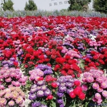翠菊种子混色花卉品种耐寒花卉种子种子种子