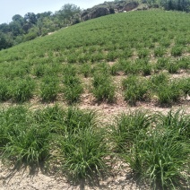 大量批发优质黄花菜苗