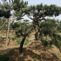 黑油松，造型松