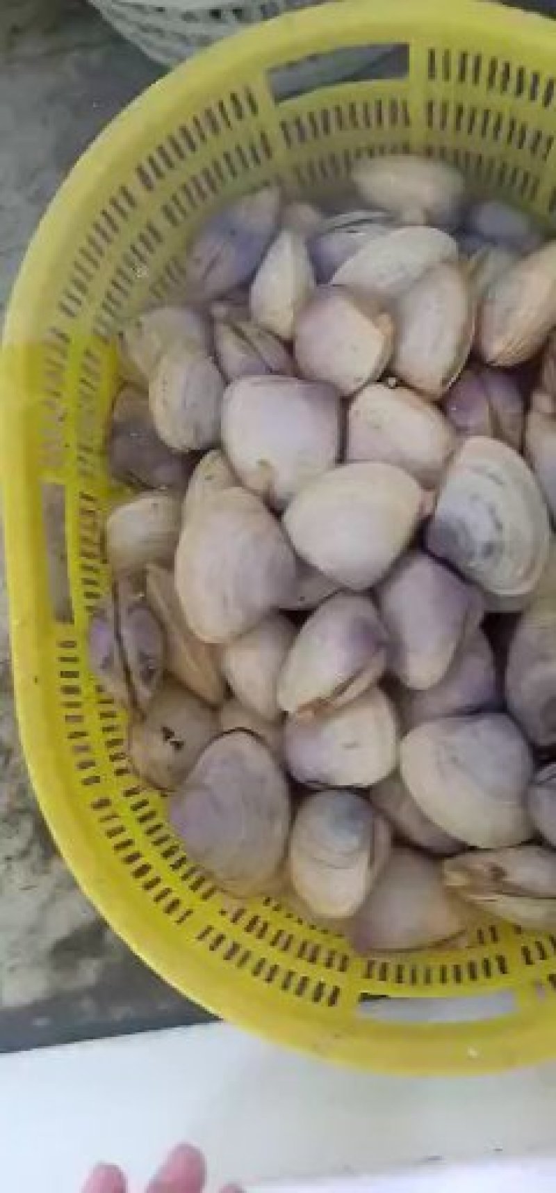 贵妃螺,大个头10/斤,6至7头5/斤