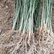 精品枳壳苗0.4-0.8规格齐全成活率高苗圃基地直发