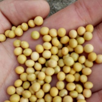 芽豆690。珍珠豆豆芽专用豆发芽率高