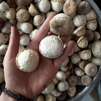 壮阳果价格行情