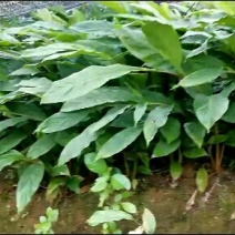 草果苗大量出售，欢迎联系