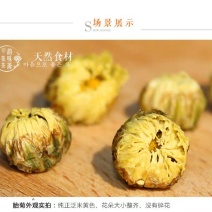 胎菊王