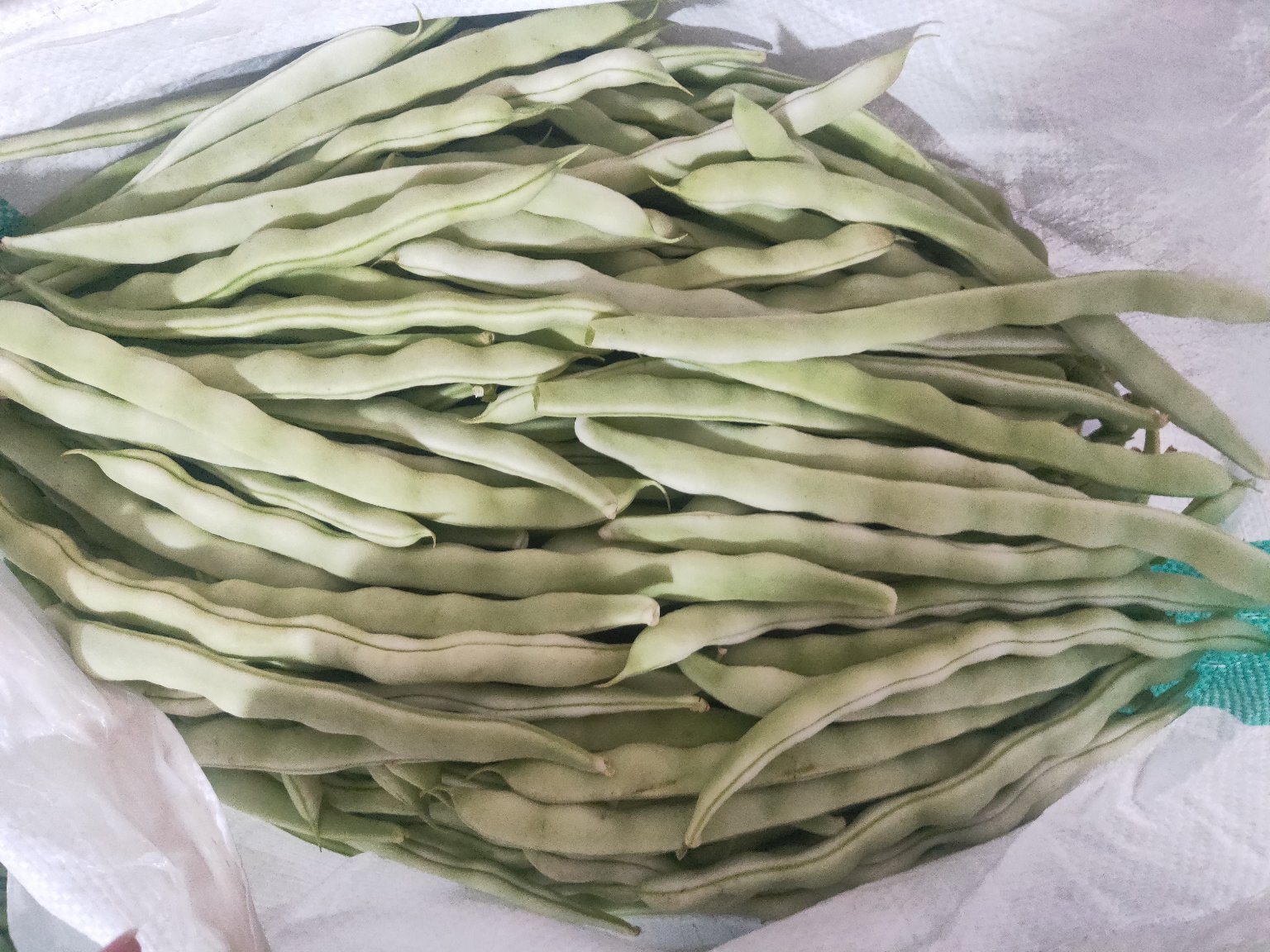 白不老选购与保存指南图