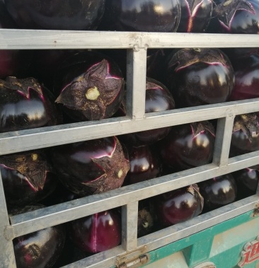 大量精品大红袍茄子大量上市