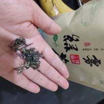 办公茶，宾馆酒店用高山茶叶