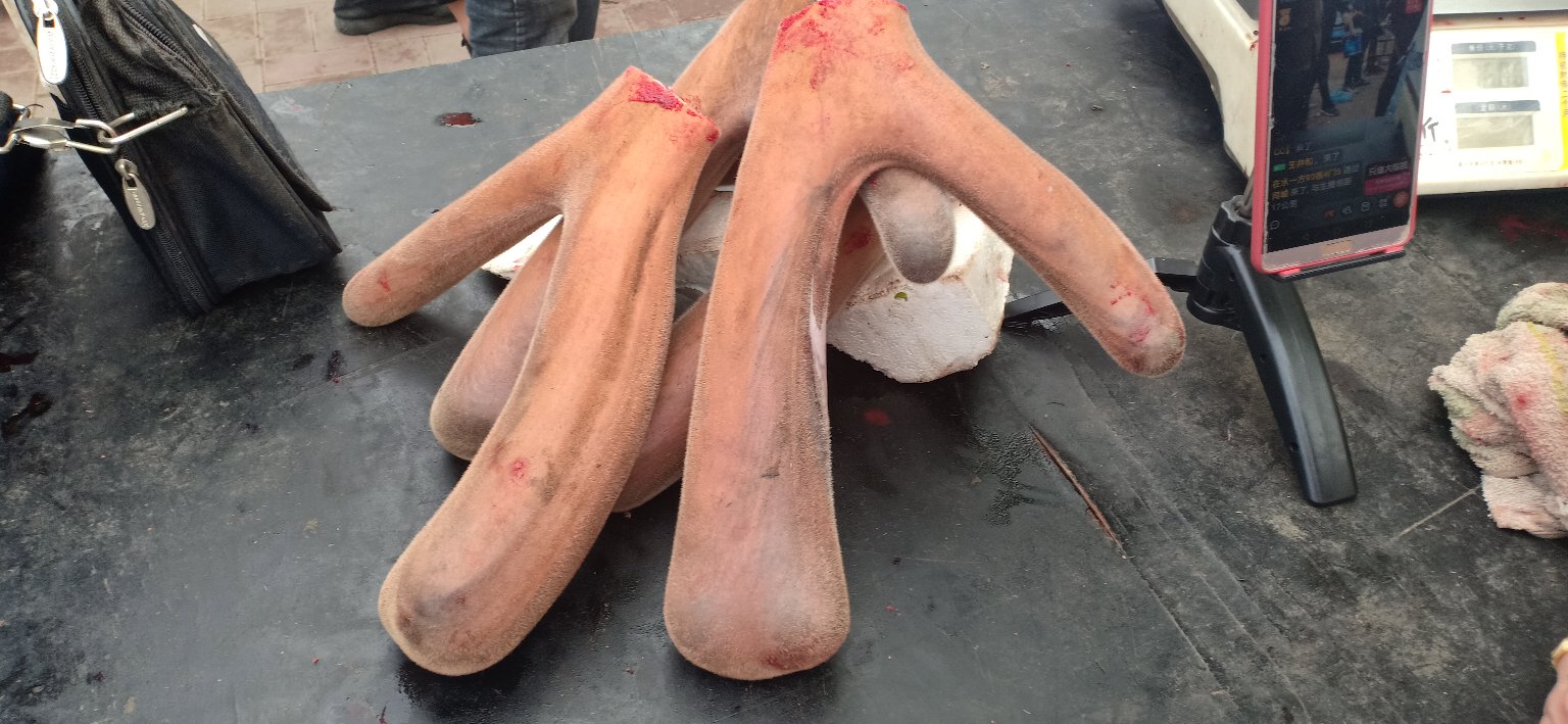 梅花鹿鞭称重实拍