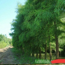 苗圃直供各种规格池杉，落羽杉，水杉，栾树及各类苗木