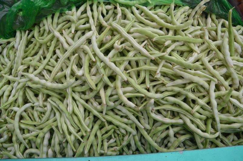 高清特写图:新鲜采摘的白不老豆角整株展示,豆荚长15–20cm,粗约1.2cm,呈淡绿底色微泛银白霜状蜡质层,无斑点无虫蛀,体现品种典型‘白而不黄、厚而不柴’特征 白不老豆角特写:饱满笔直的浅绿色豆荚,表面覆有细腻白霜,顶端带鲜嫩花萼,底部蒂痕清晰,背景为竹编菜篮