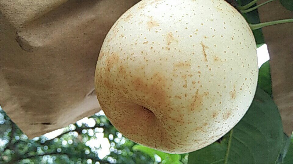 翠冠梨特写图片