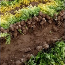 地径:0.5-1.5cm金叶榆，杯苗金叶榆,金叶榆球，