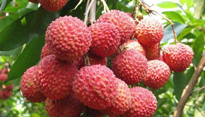 桂味荔枝果实特写图