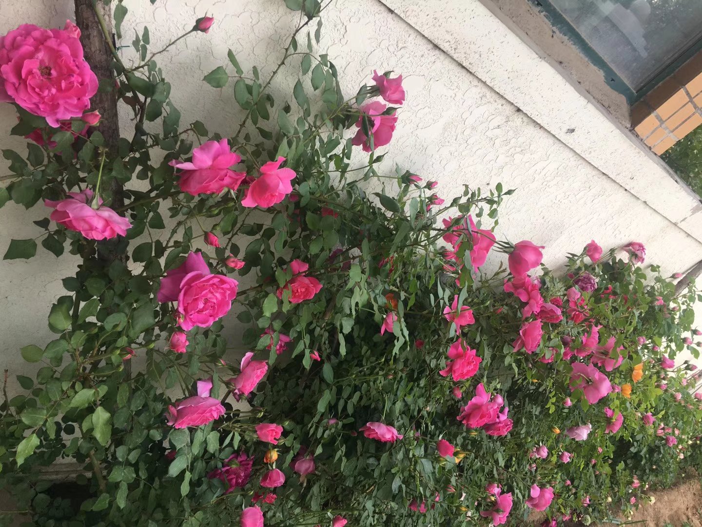 庭院中的大花月季花墙