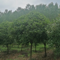 高杆桂花