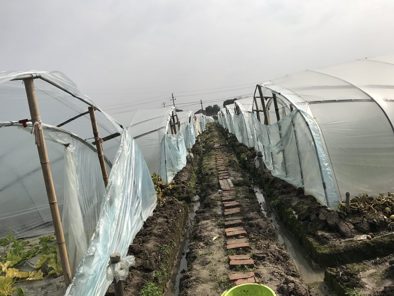东方蜜甜瓜标准化种植基地航拍图：整齐划一的钢架大棚群，棚顶覆有新型高透光PO膜，棚内可见吊蔓栽培的甜瓜植株，果实悬挂于藤蔓间，地面铺设反光银黑双色地膜