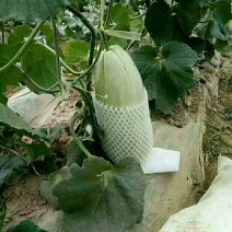大荔高石【脆瓜】皮薄肉多，脆、甜，支持一件代发