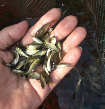 [鳙鱼苗批发]鳙鱼苗价格0.20元/个 - 一亩田