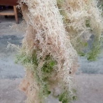 优质原生态水苔