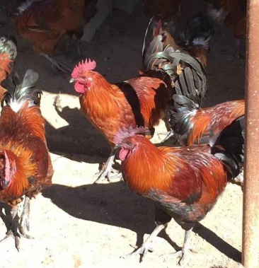 正宗本地高脚细脚土鸡苗 包打马利克 全程免费技术指导