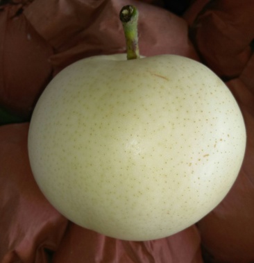 供应白色绿色绿宝石梨