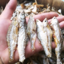 绥江河河鱼，油炸南刀鱼