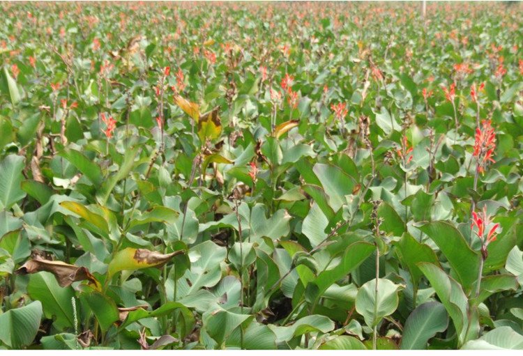 莲藕田中微量元素肥料施用示意图,展示农民在田间施加微量元素肥料的过程 莲藕田中微量元素肥料施用示意图