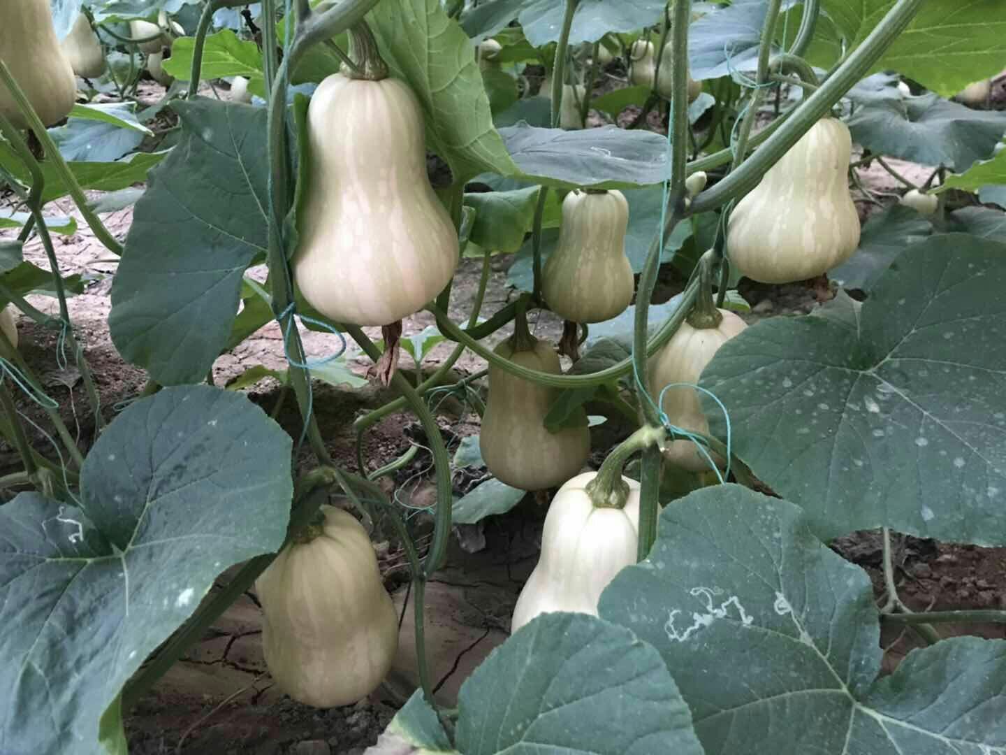 一片阳光充足的农田中,奶油南瓜藤蔓匍匐生长,叶片宽大翠绿,部分果实已成熟呈淡黄色,农民正在弯腰采摘,土壤湿润,远处可见其他蔬菜作物 奶油南瓜种植田间实景