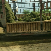低价出售优质草皮