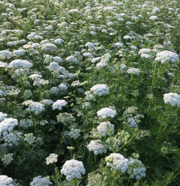 蛇床子種植基地供貨,符合藥典標準.歡迎藥企光臨指導