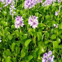 水葫芦