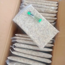 白虾.毛刀鱼