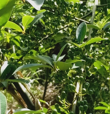 [木姜子批發]木姜子,又叫山胡椒,香味獨特,歡迎聯繫!價格10.