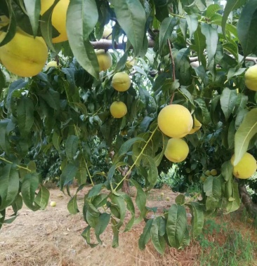山东沂蒙山金皇后黄毛桃肉质果数量巨大