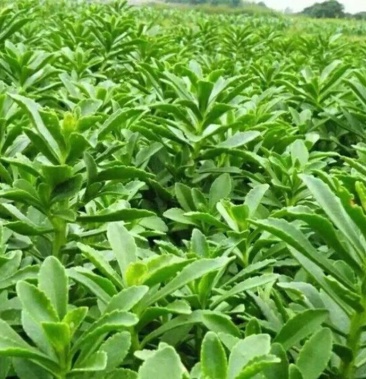 [费菜批发]养心菜又叫救心菜,费菜,高钙菜,景天三七等价格6.