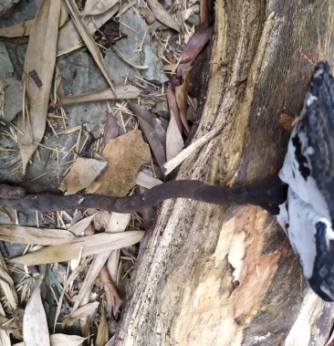 广西百色野生血灵芝即将上市产地直供欢迎各地老板预定