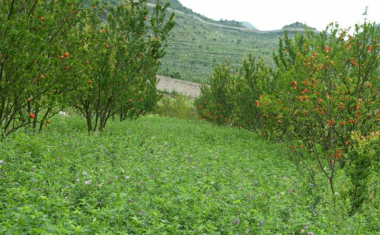 贵州安顺镇宁六马镇核心产区航拍图:连片梯田式喀斯特山地果园,行距4m×5m规范定植,幼树采用双主枝V形架+防雹网全覆盖,田埂种植紫花苜蓿固土,远处可见智能气象站与水肥一体化首部枢纽 贵州镇宁六马镇晚熟蜂糖李标准化种植基地航拍
