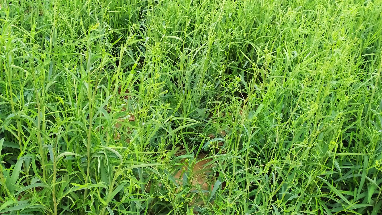 北柴胡种植基地航拍图