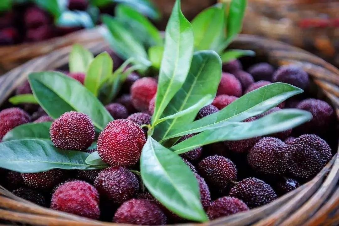 东魁杨梅果实特写