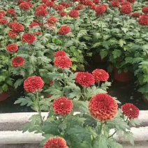 菊花盆栽，乒乓菊