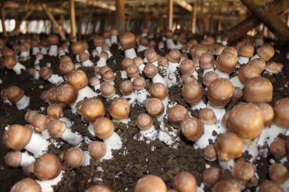 近距离拍摄的一朵完整新鲜松茸,展示其淡褐色带纤维鳞片的菌盖、洁白厚实的菌肉、清晰的离生菌褶,以及带有明显网纹的粗壮菌柄。背景为原始森林土壤,突出其天然生长状态 新鲜松茸特写镜头